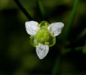 Alisma_subcor
