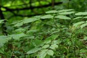 Aralia_race